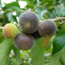 Super Dovyalis Hebecarpa Seeds Pcs 8 Ceylon Currant g803 Samen Semi Semillas