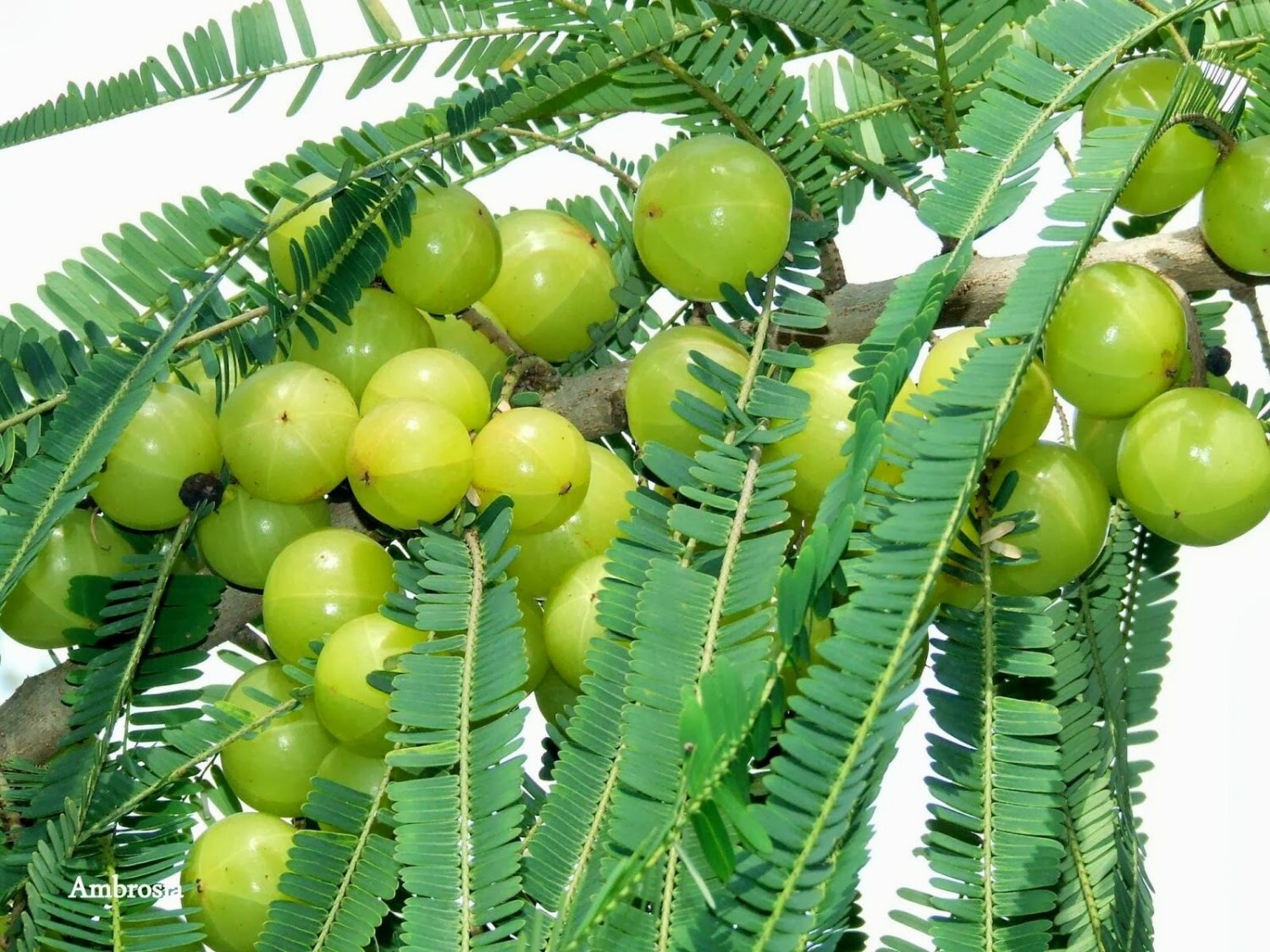 Super Phyllanthus Emblica Seeds Pcs 8 Indian Gooseberry Amla g805 Samen Semillas