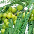 Super Phyllanthus Emblica Seeds Pcs 8 Indian Gooseberry Amla g805 Samen Semillas