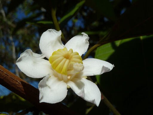Super Mountain Apple Seeds Pcs 12 De Coronillo Bellucia Pentamera