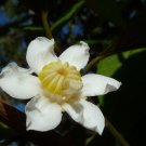 Super Mountain Apple Seeds Pcs 12 De Coronillo Bellucia Pentamera