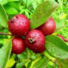 Super Cherry Guava Seeds Pcs 5 Goavier Strawberry Psidium Cattleianum g154 Seed