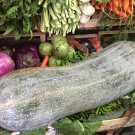 Super Cucurbita Moschata Seeds Pcs 5 Full Of Naples Squash k116 Winter Squash