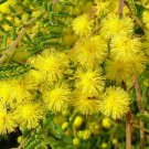 Super Acacia Cardiophylla Rare Seeds Pcs 5 De Mimosa De Wyalong Wyalong Wattle