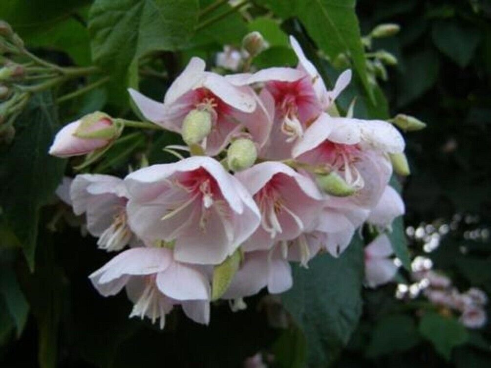 Super Pink Wild Pear Seed Rare Seeds Pcs 3 Dombeya Burgessiae g854