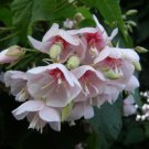 Super Pink Wild Pear Seed Rare Seeds Pcs 3 Dombeya Burgessiae g854