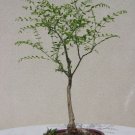 Super Sophora Japonica Seeds Pcs 5 Honey Tree Bonsaï g203 Samen Semi