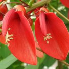 Super Erythrina Crista Galli Seeds Pcs 5 Erythrine Crete De Coq