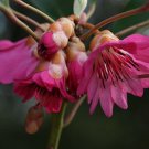 Super Hong Kong Pink Rare Seeds Pcs 5 Hong Kong Pink Rhodoleia