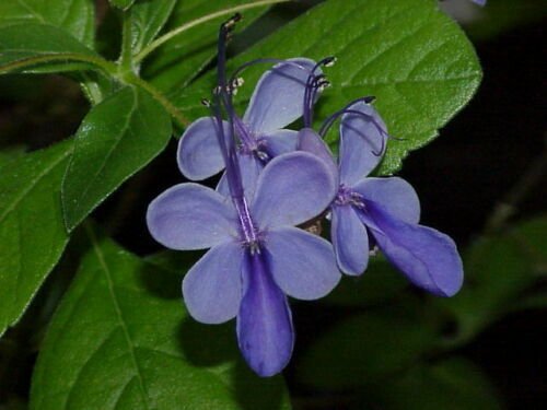 Super Clerodendrum Ugandense Seeds Pcs 4 Blue Butterfly Blue Glory Bower