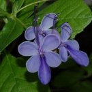 Super Clerodendrum Ugandense Seeds Pcs 4 Blue Butterfly Blue Glory Bower