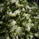Super Aloysia Gratissima Rare Seeds Pcs 5 Grains Of Jazminillo e117 Whitebrush