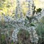 Super Aloysia Gratissima Rare Seeds Pcs 5 Grains Of Jazminillo e117 Whitebrush