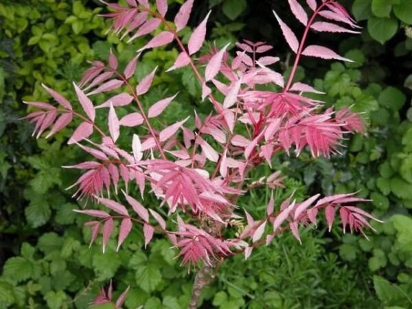 Super Cedrela Sinensis Flamingo Seeds Pcs 8 Chinese Mahogany Toona