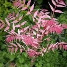 Super Cedrela Sinensis Flamingo Seeds Pcs 8 Chinese Mahogany Toona