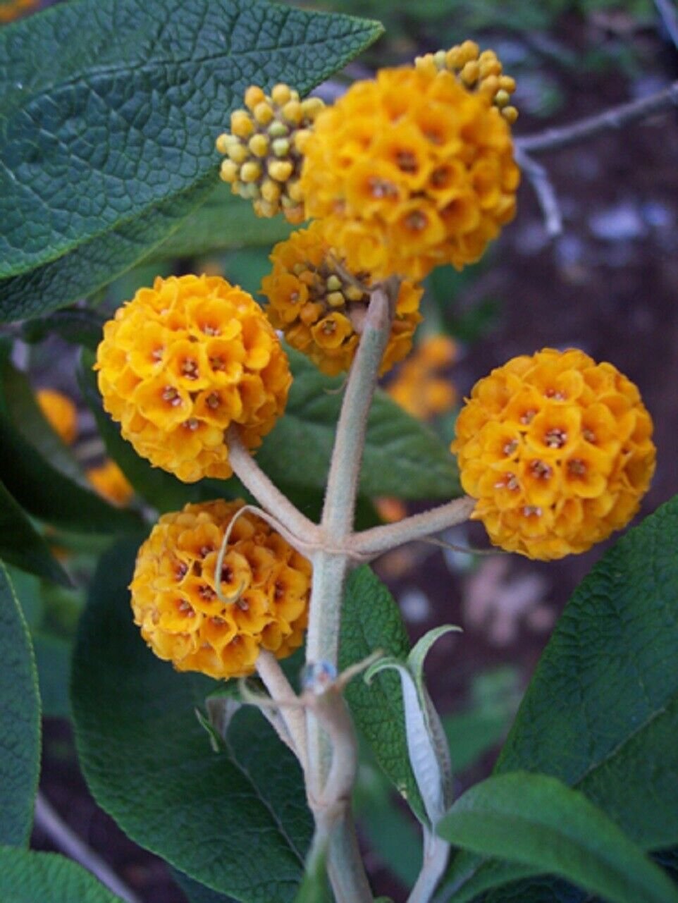 Super Orange Ball Tree Seeds Pcs 8 Globulous Buddleia Buddleja Globosa h230