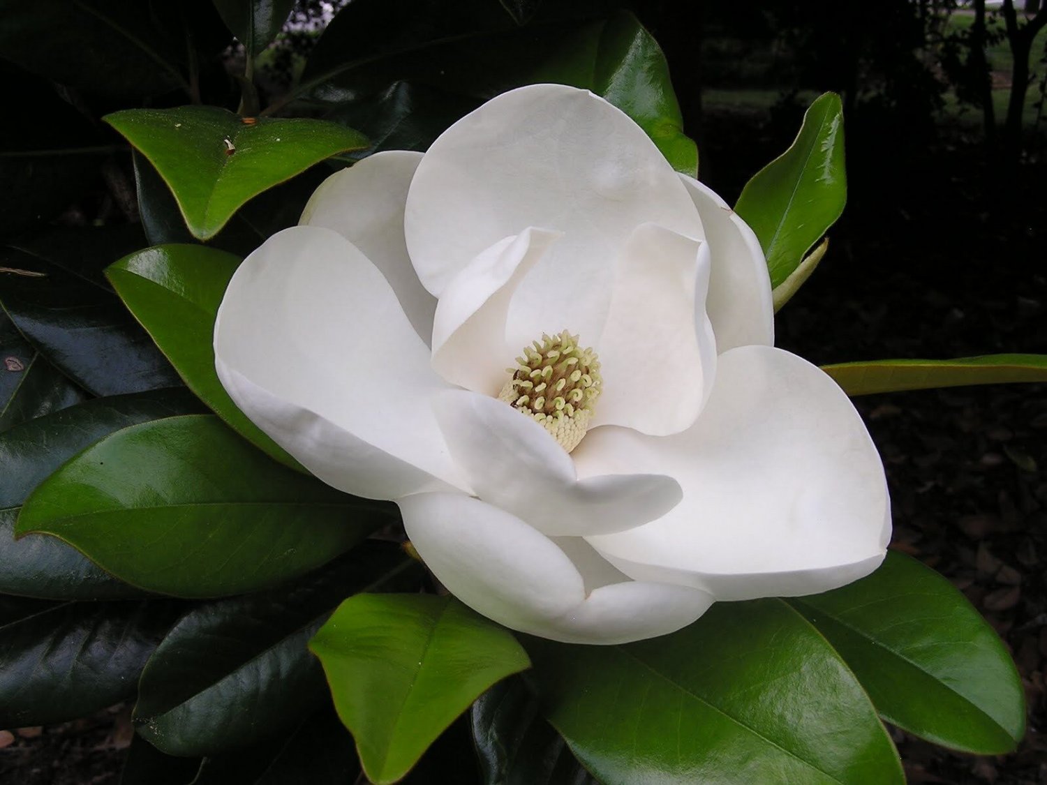 Super Southern Magnolia Seeds Pcs 5 Summer Magnolia Magnolia Grandiflora
