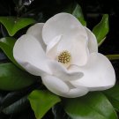 Super Southern Magnolia Seeds Pcs 5 Summer Magnolia Magnolia Grandiflora
