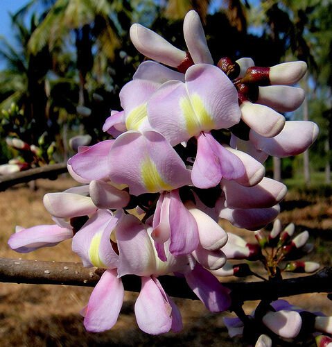 Super Gliricidia Sepium Rare Seeds Pcs 5 Mexican Lilac g800
