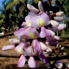 Super Gliricidia Sepium Rare Seeds Pcs 5 Mexican Lilac g800