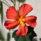 Super Pavonia Missionum Rare Seeds Pcs 5 Grains Of Pavonia Rouge Du Brasil g885