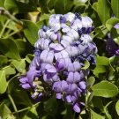 Super Mescal Bean Seeds Pcs 4 De Sophora Secundiflora Texas Mountain Laurel