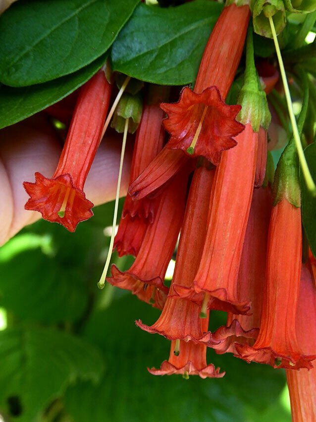 Super Red Iochroma Rare Seeds Pcs 8 Graines De Iochroma Rouge Iochroma Fuchsioides