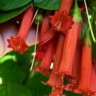 Super Red Iochroma Rare Seeds Pcs 8 Graines De Iochroma Rouge Iochroma Fuchsioides