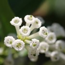 Super Cestrum Diurnum Seeds Pcs 3 Of Galant De Jour g882 White Chocolate