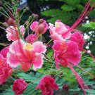 Super Caesalpinia Pulcherrima Seeds Pcs 4 Pride Of China Rose g193 Samen