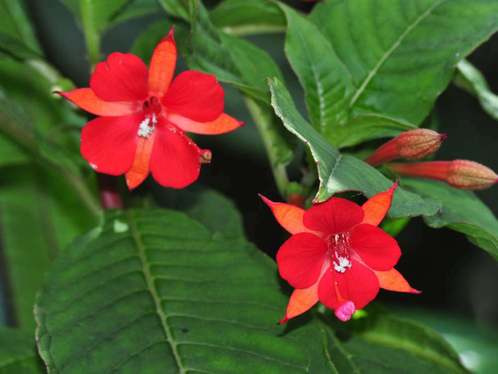 Super w50 Lady Eardrops Rare Seeds Pcs 15 Fuchsia Vulcanica