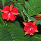 Super w50 Lady Eardrops Rare Seeds Pcs 15 Fuchsia Vulcanica