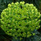 Super Euphorbia Characias Seeds Pcs 5 Euphorba Des Scrurigues g905 Seed