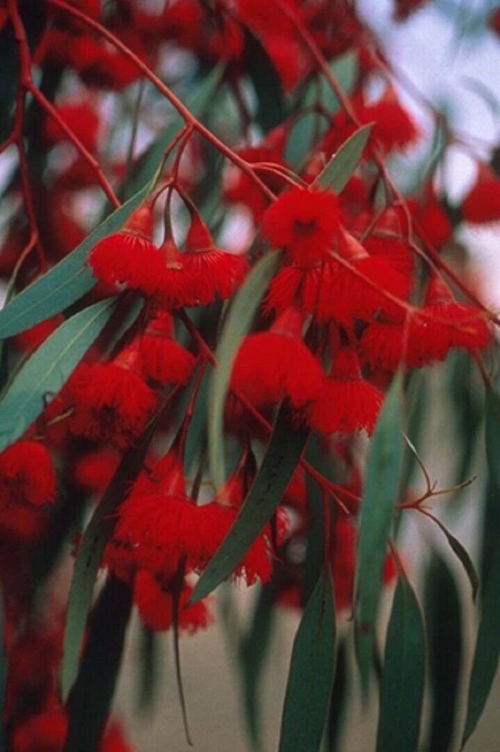 Super Red Ironbark Rare Seeds Pcs 40 Eucalyptus Sideroxylon Rosea