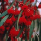 Super Red Ironbark Rare Seeds Pcs 40 Eucalyptus Sideroxylon Rosea