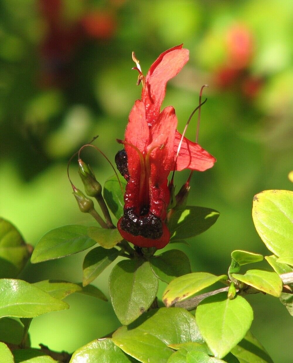 Super Rabbit Ears Rare Seeds Pcs 3 Rabbit Ears Ruttya Fruticosa