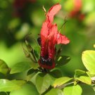 Super Rabbit Ears Rare Seeds Pcs 3 Rabbit Ears Ruttya Fruticosa