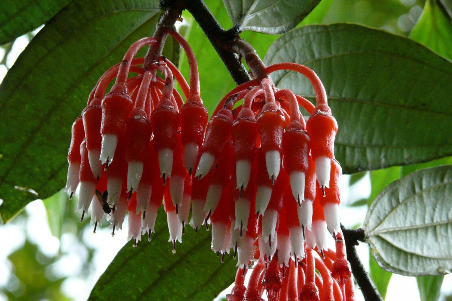 Super Epiphytic Shrub Rare Seeds Pcs 5 Psammisia Pauciflora Epiphyte