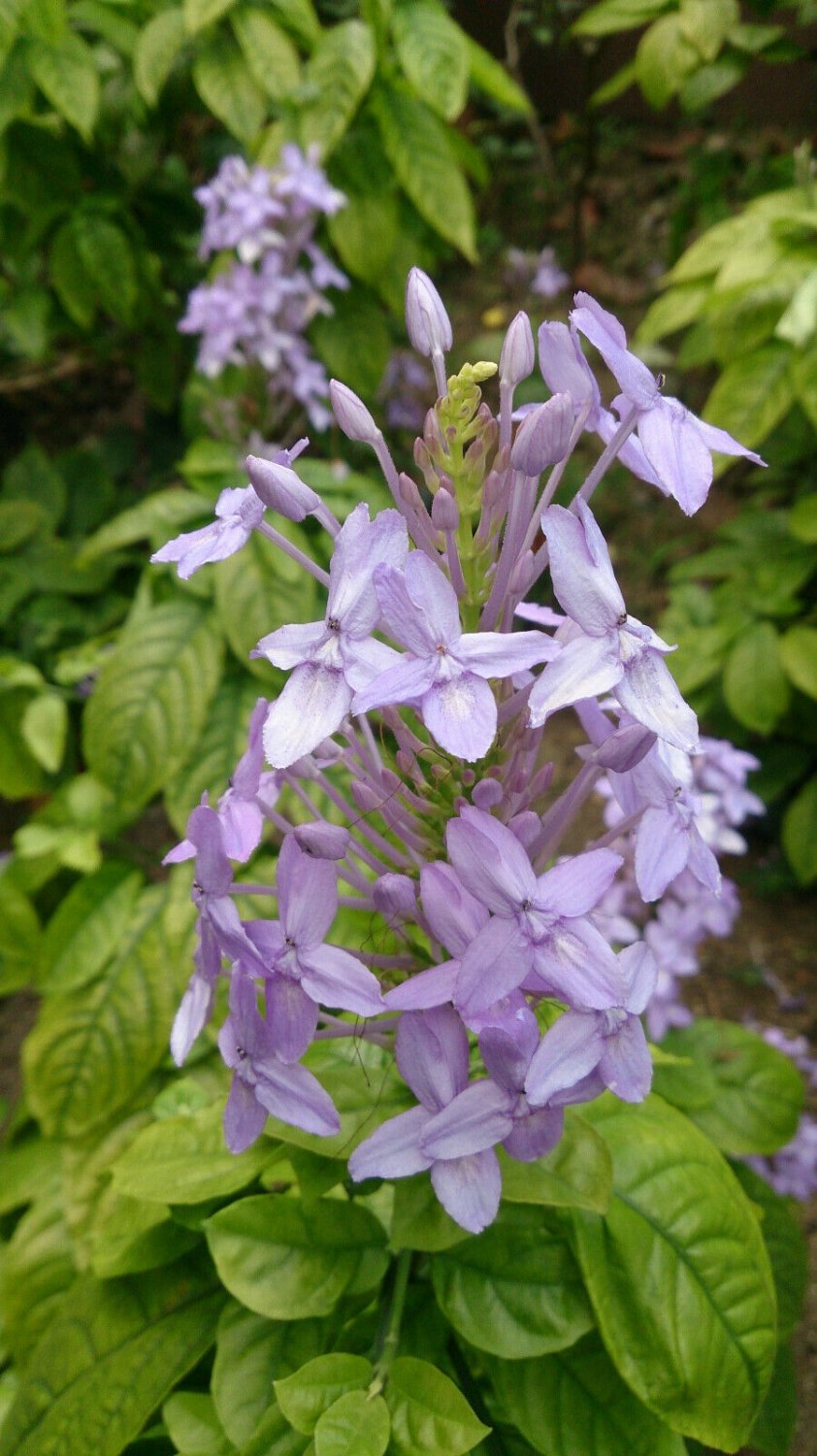 Super Rare Seeds Pcs 8 Pseuderanthemum Andersonii