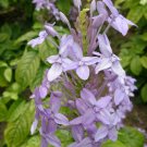 Super Rare Seeds Pcs 8 Pseuderanthemum Andersonii