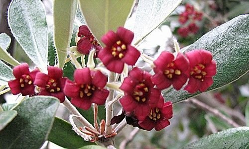 Super Pittosporum Crassifolium Rare Seeds Pcs 6 Grains Of Karo g784