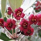 Super Pittosporum Crassifolium Rare Seeds Pcs 6 Grains Of Karo g784