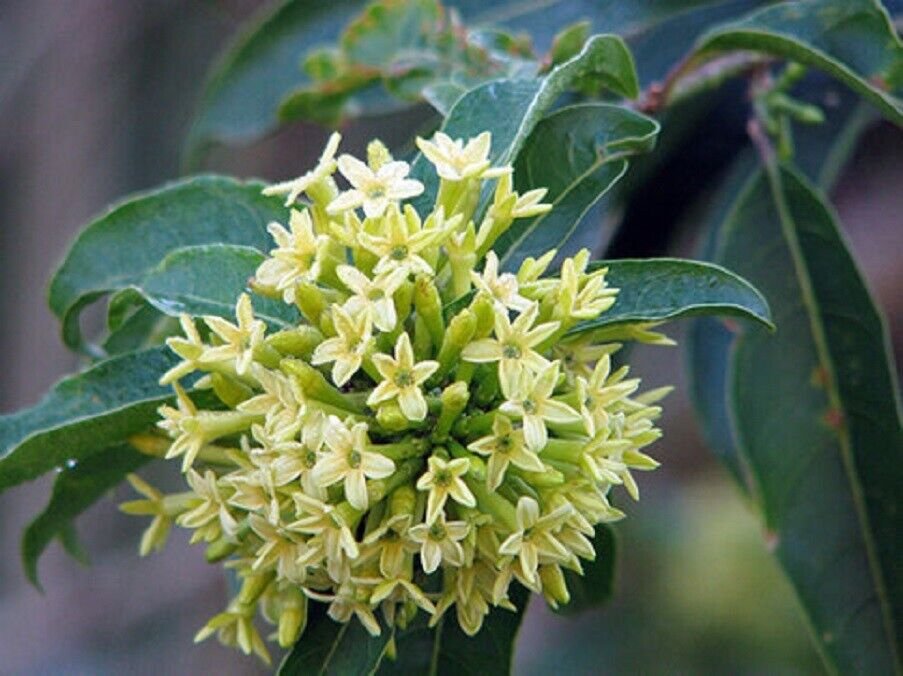 Super Cestrum Parqui Rare Seeds Pcs 4 Cestrum From Chile Fragrant