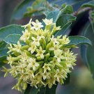 Super Cestrum Parqui Rare Seeds Pcs 4 Cestrum From Chile Fragrant