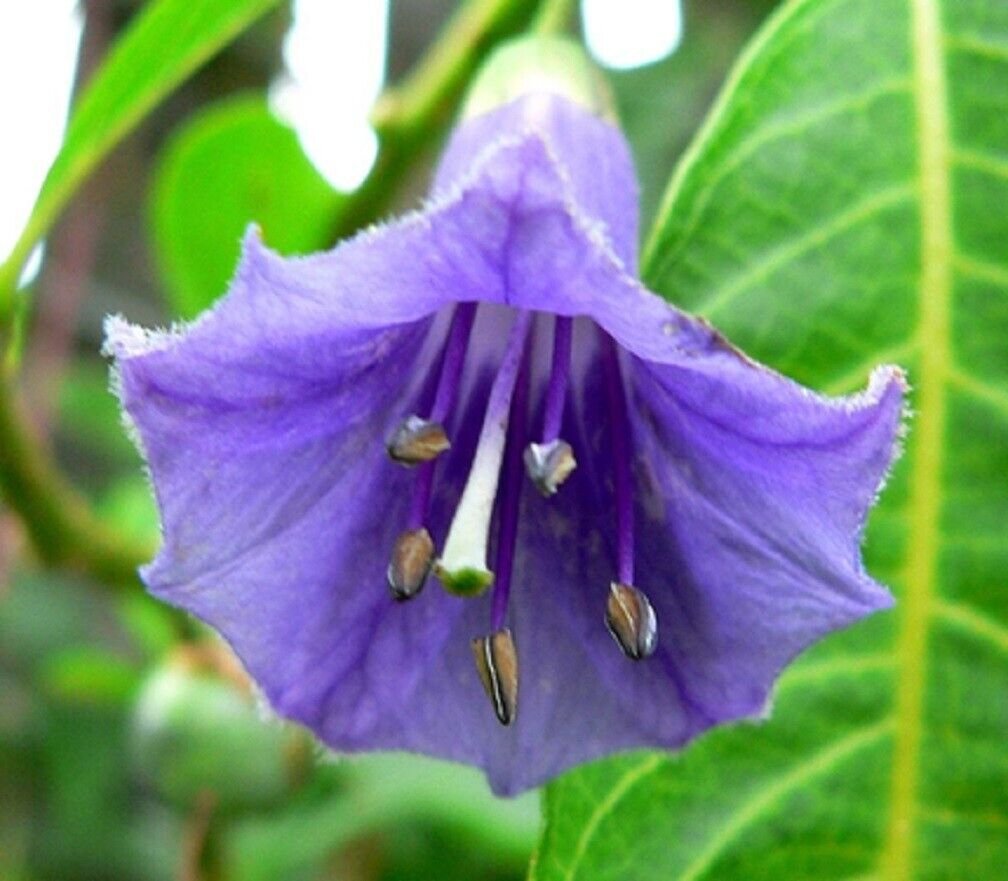 Super Iochroma Australis Rare Seeds Pcs 3 Acnistus Australis Blue g592 Samen