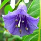 Super Iochroma Australis Rare Seeds Pcs 3 Acnistus Australis Blue g592 Samen