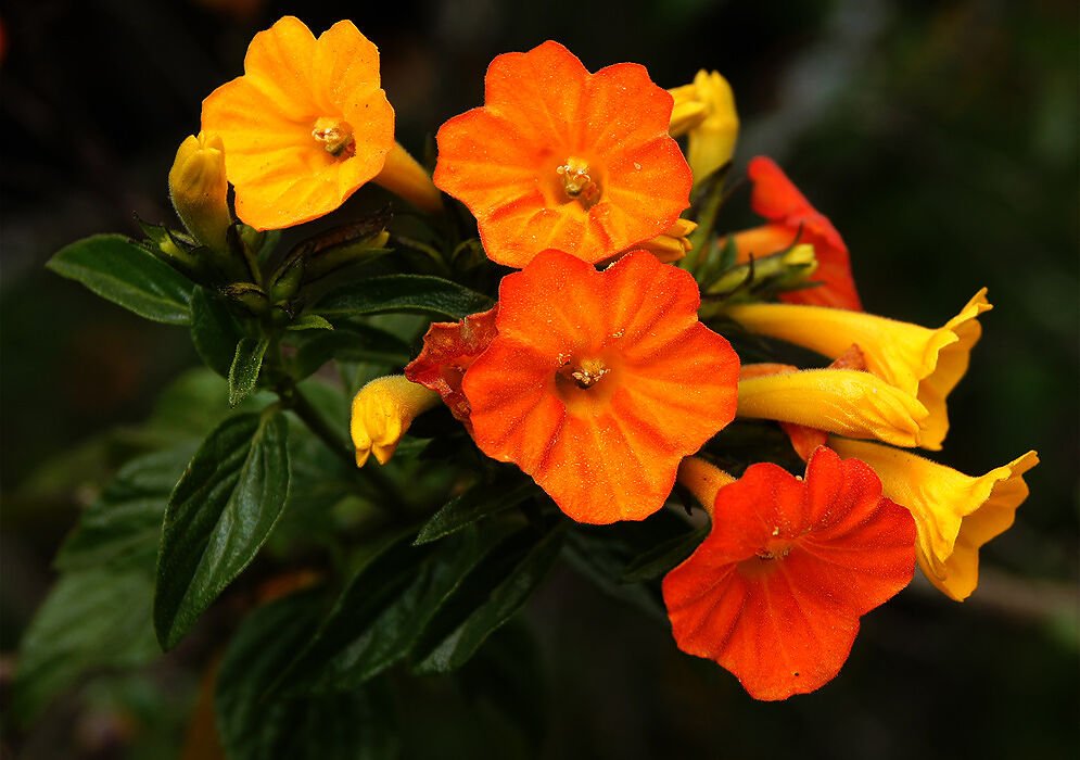 Super Seeds Rare Seeds Pcs 4 Graines De Streptosolen Jamesonii h353 Marmelade Bush Semillas