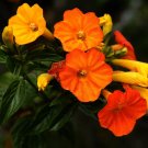 Super Seeds Rare Seeds Pcs 4 Graines De Streptosolen Jamesonii h353 Marmelade Bush Semillas