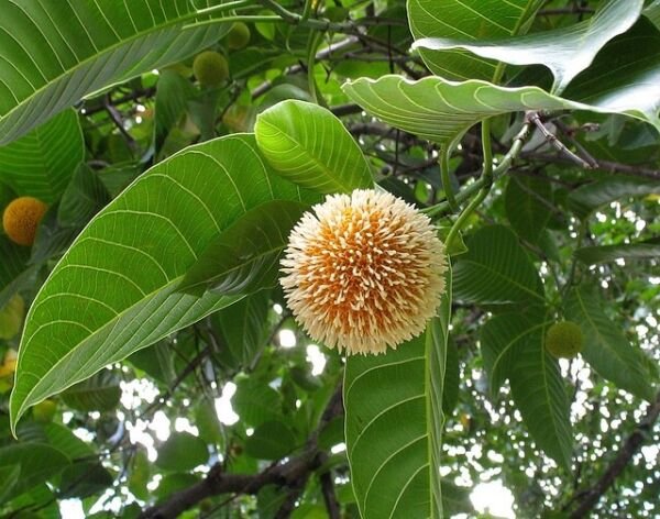 Super Leichhardt Tree Rare Seeds Pcs 12 De Nauclea Orientalis