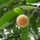 Super Leichhardt Tree Rare Seeds Pcs 12 De Nauclea Orientalis